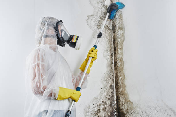 Best Mold Odor Removal Services  in Box Elder, SD